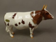 Beswick Whitehall CH Mandate' Ayshire bull in gloss