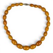 Large Butterscotch amber necklace with 25 graduating beads, with white metal clasp, largest bead 3.