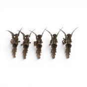 A group of five metal, brass effect Angels each with Symbolic objects , Lyre, Fruit, Book, Vase