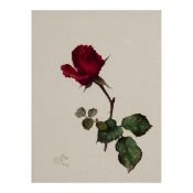 Willy Kriegel, 4 Gouachen Rose, Brombeere, Heidelbeere, Maiglöckchen, wohl späte 1930er Jahre