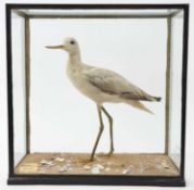 Edwardian Rowland Ward Greenshank (Totanus Glottis), in naturalistic setting with plaque 'Port Natal