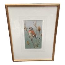 Trevor Boyer (b.1948) acrylic - Linnet on Teasel, signed, in glazed gilt frame. Provenance: The Wild