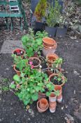 A COLLECTION OF OVER TWENTY MODERN TERRACOTTA PLANT POTS the largest being 33cm high (20+)
