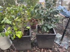 A PAIR OF HARD PLASTIC SQUARE TAPERED PLANT POTS with a camellia plant planted 60cm high