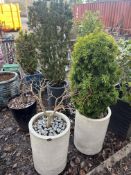 A PAIR OF ROUND WHITE GLAZED CERAMIC PLANTERS along with two plastic planters, containing various