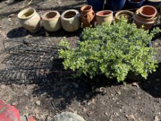 A RECTANGULAR PLASTIC PLANTER: width 70cm, depth 32cm, height 32cm, and four rectangular wire