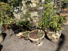 TEN GLAZED PLANT POTS, with planting, the largest being 32cm high (10)