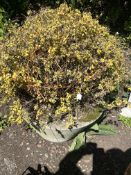 A LARGE CONCRETE PLANT POT WITH PLANTING, 32cm diameter at the top tapering inwards