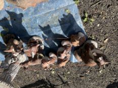A COLLECTION OF FOX GARDEN FIGURES including concrete and plastic figure, largest being 43cm high (