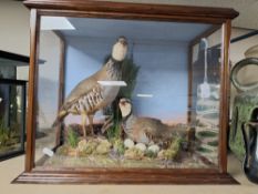 A PAIR OF TAXIDERMY PARTRIDGES IN WOOD FRAMED GLAZED CASE set in a naturalistic scene with one