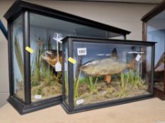 TWO PIECES OF GLASS CASED TAXIDERMY, the first being of a trout in a black framed glazed case, no