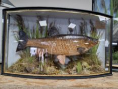 A TAXIDERMY CHUB IN ORIGINAL CURVED GLAZED AND EBONISED DISPLAY CASE displaying a hand written label