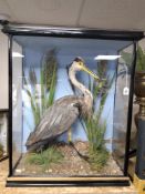 A VICTORIAN TAXIDERMY GREY HERON in original glazed and ebonised display case, carrying the original