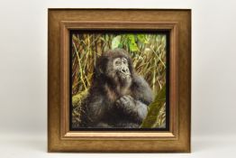 Y TONY FORREST (BRITISH CONTEMPORARY) 'YOUNG MOUNTAIN GORILLA , RWANDA', a portrait of a gorilla,