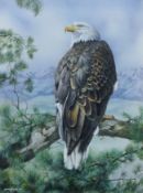 YVONNE HUGHES (Contemporary) British (AR), 'American Bald Eagle', acrylic on board,