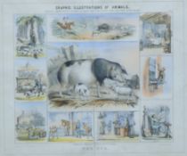 Graphic Illustrations of Animals Shewing their Utility to Man,