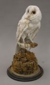 A 19th century preserved taxidermy specimen of a barn owl, under a glass dome. The dome 46 cm high.
