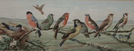 A pair of Victorian Sporting Cricket/Bird prints, 'An English Team' and 'An Australian Eleven',