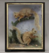 A 19th century cased pair of taxidermy red squirrels. The case 47 cm high.
