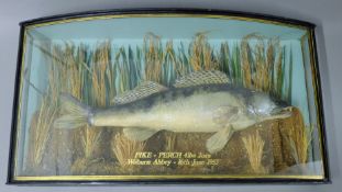 A cased fish,