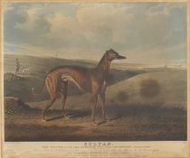 C HUNT after J MAIDEN, Coursing Greyhound Sultan, engraving, framed and glazed. 37 x 43 cm.