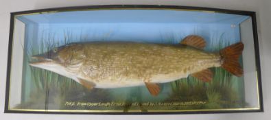 A cased fish, a preserved taxidermy specimen, by A J Hall,