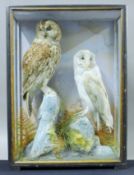 A preserved taxidermy specimen, attributed to Hutchings,
