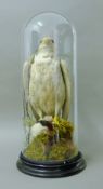 A Victorian preserved taxidermy specimen of a of gyrfalcon (Falco rusticolius) over common tern