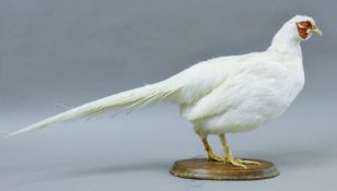 A preserved taxidermy specimen of a white pheasant (Phasianus colchicus) set on a wooden plinth.