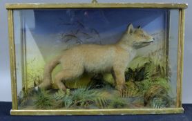 A Victorian preserved taxidermy specimen of a fox cub (Vulpes vulpes) in a naturalistic setting in
