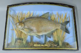 A cased fish,