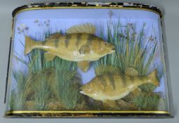Two cased fish, a pair of preserved taxidermy specimens, by J Jones,