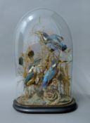 A Victorian preserved taxidermy specimen of three kingfishers (Alecedo atthis) in a naturalistic