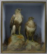 Two cased birds, two Victorian preserved taxidermy specimens, by W Hart & Son of Christchurch,