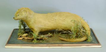 A Victorian remounted preserved taxidermy specimen of an otter (Lutra lutra) with crayfish