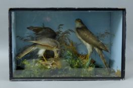 A Victorian preserved taxidermy specimen of a pair of sparrowhawk (Accipiter nisus) over a