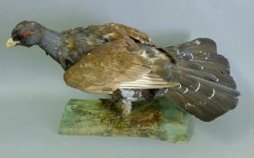 A preserved taxidermy specimen of a large male capercaillie (Tetrao urogallus) set on a wooden