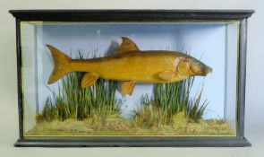 A cased fish, a preserved taxidermy specimen, attributed to J Cooper & Sons,