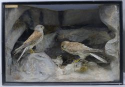 Two cased birds, two Victorian preserved taxidermy specimens, by Pratt & Son of Brighton,