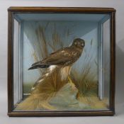 A cased bird, a preserved taxidermy specimen, by Alfred Thomas of Gloucester,
