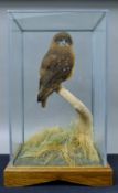 A preserved taxidermy specimen of a morepork owl,