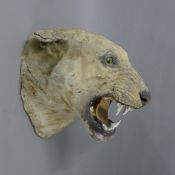 A tiger head trophy, a preserved taxidermy specimen, by Theobald Brothers of Mysore India,