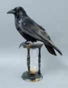A preserved taxidermy specimen of a raven (Corvus corax) above an hourglass.