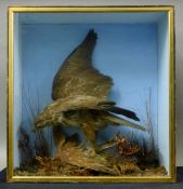 A Victorian preserved taxidermy specimen of a common buzzard (Buteo buteo) over a feral pigeon in a
