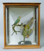 Two cased birds,