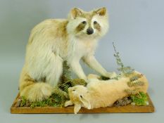 A preserved taxidermy specimen of a leucistic raccoon (Procyon lotor) mounted over a rabbit