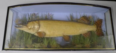 A cased fish, a preserved taxidermy specimen, attributed to J Cooper & Sons,