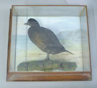 A cased bird, a preserved taxidermy specimen, by Bill Cox,