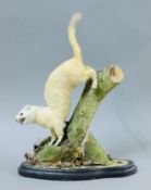A preserved taxidermy specimen of a short-tailed weasel,