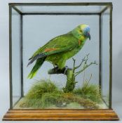 A cased bird, a preserved taxidermy specimen, by Peter Spicer of Leamington,